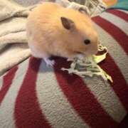 ヒメ日記 2026/02/06 09:48 投稿 なのか☆地元松山　完全素人 バーニング（BURNING）