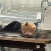 ヒメ日記 2026/02/19 10:57 投稿 なのか☆地元松山　完全素人 バーニング（BURNING）