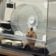 ヒメ日記 2026/02/20 12:48 投稿 なのか☆地元松山　完全素人 バーニング（BURNING）