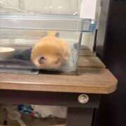 ヒメ日記 2026/02/23 00:03 投稿 なのか☆地元松山　完全素人 バーニング（BURNING）