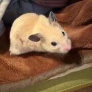 ヒメ日記 2026/03/17 10:51 投稿 なのか☆地元松山　完全素人 バーニング（BURNING）