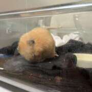 ヒメ日記 2026/03/23 17:03 投稿 なのか☆地元松山　完全素人 バーニング（BURNING）