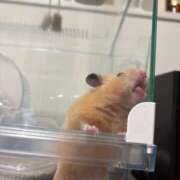 ヒメ日記 2026/04/03 15:48 投稿 なのか☆地元松山　完全素人 バーニング（BURNING）