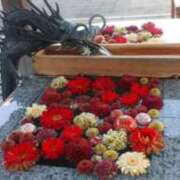 ヒメ日記 2026/04/13 00:13 投稿 櫻井/Sakurai マダムの楽園