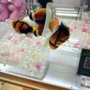 新人 彩菜(あやな) うれちぃ( *ᐢ´꒳`ᐢ* ) エッチな熟女(広島)