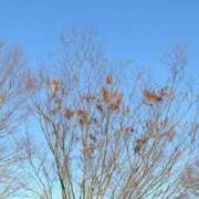 ヒメ日記 2026/01/31 19:24 投稿 くるみ 池袋しろパラ