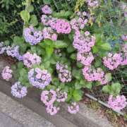 まなつ 梅雨は嫌いだけど紫陽花は好き 奴隷コレクション