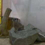 ヒメ日記 2026/04/06 22:30 投稿 ハート ピンクコレクション大阪