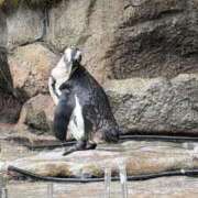 ヒメ日記 2026/04/10 00:11 投稿 ハート ピンクコレクション大阪