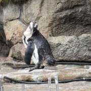 ヒメ日記 2026/04/10 00:09 投稿 ハート ピンクコレクション大阪キタ店