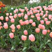 もね おやすみ、、、😭😭 ハピネス東京 吉原店