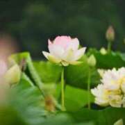 ヒメ日記 2026/03/19 16:42 投稿 まほ 横浜おかあさん