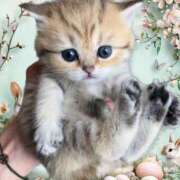 ヒメ日記 2026/04/11 14:05 投稿 まほ 横浜おかあさん