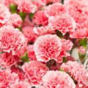 ヒメ日記 2026/04/20 21:17 投稿 まほ 横浜おかあさん