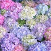 ヒメ日記 2026/06/02 09:35 投稿 まほ 横浜おかあさん