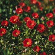 ヒメ日記 2026/02/13 16:17 投稿 みく 【オナクラ】HAND MAID（ハンドメイド） 梅田店