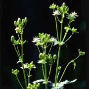 ヒメ日記 2026/03/12 16:08 投稿 みく 【オナクラ】HAND MAID（ハンドメイド） 梅田店