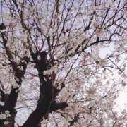 ヒメ日記 2026/03/30 16:59 投稿 みく 【オナクラ】HAND MAID（ハンドメイド） 梅田店