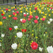 ヒメ日記 2026/03/20 13:02 投稿 野中あゆか 極みのワイフ