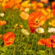 ヒメ日記 2026/04/19 11:43 投稿 野中あゆか 極みのワイフ