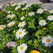 ヒメ日記 2026/03/16 08:46 投稿 野中あゆか 癒しのマダム