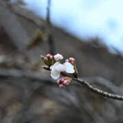 ヒメ日記 2026/03/21 09:20 投稿 野中あゆか ワイフセレクション
