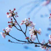 ヒメ日記 2026/03/23 08:48 投稿 野中あゆか ワイフセレクション