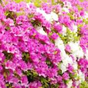 ヒメ日記 2026/04/20 10:58 投稿 野中あゆか マドンナの誘惑