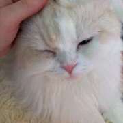 ヒメ日記 2026/03/26 20:21 投稿 一色　りこ かりそめ