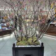 ヒメ日記 2026/04/03 18:21 投稿 一色　りこ かりそめ