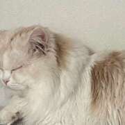 ヒメ日記 2026/04/08 19:21 投稿 一色　りこ かりそめ