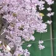 ヒメ日記 2026/04/12 20:21 投稿 一色　りこ かりそめ