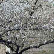 ヒメ日記 2026/04/13 20:29 投稿 一色　りこ かりそめ