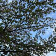 ヒメ日記 2026/04/19 20:21 投稿 一色　りこ かりそめ