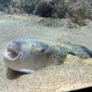 ヒメ日記 2026/03/22 20:34 投稿 はる 山口下関ちゃんこ