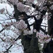 ヒメ日記 2026/04/03 09:50 投稿 (コスパ)錦戸みずき 風俗イキタイいわき店