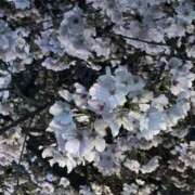 ヒメ日記 2026/04/03 14:50 投稿 (コスパ)錦戸みずき 風俗イキタイいわき店