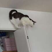 ヒメ日記 2026/03/12 22:12 投稿 【なほ】巨乳美女 バブルリングプラス