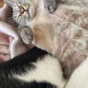 ヒメ日記 2026/03/28 22:49 投稿 【なほ】巨乳美女 バブルリングプラス