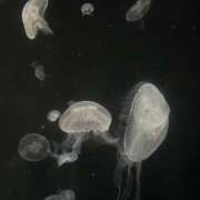 ヒメ日記 2026/02/28 16:00 投稿 あみ 海物語