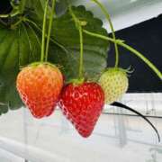 おとは 🍓 千葉ミセスアロマ（ユメオト）