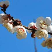 ヒメ日記 2026/02/21 09:44 投稿 新人・つばき 人妻花かんざし