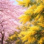 ヒメ日記 2026/03/08 18:19 投稿 つばき 人妻花かんざし