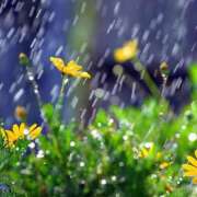 ヒメ日記 2026/03/10 09:40 投稿 新人・つばき 人妻花かんざし