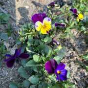 ヒメ日記 2026/03/14 09:37 投稿 新人・つばき 人妻花かんざし