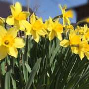 ヒメ日記 2026/03/16 09:50 投稿 つばき 人妻花かんざし