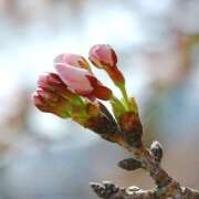 ヒメ日記 2026/03/18 09:46 投稿 つばき 人妻花かんざし