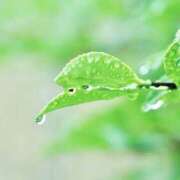 ヒメ日記 2026/03/20 10:18 投稿 つばき 人妻花かんざし