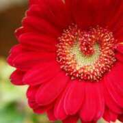 ヒメ日記 2026/03/21 09:28 投稿 つばき 人妻花かんざし