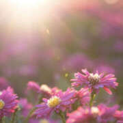 ヒメ日記 2026/03/22 09:50 投稿 つばき 人妻花かんざし